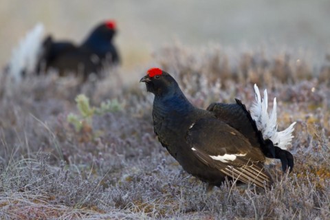 Black grouse