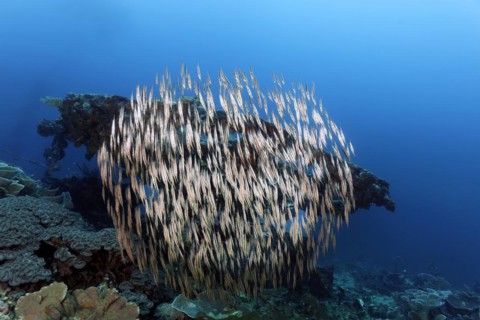 Shoal of snipe knifefish