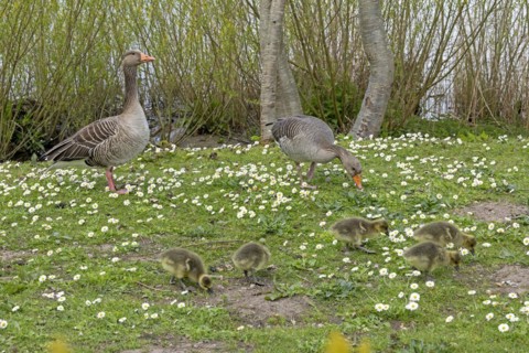 Greylag geese