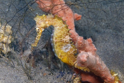 Spiny seahorse