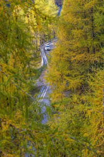 Yellow-coloured larches in autumn at Lake Palpuogna