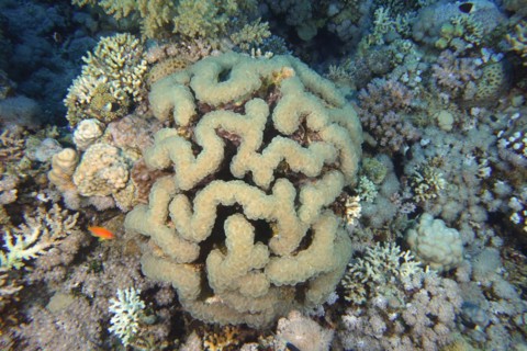 Bubble coral