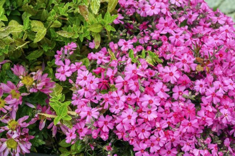 Phlox subulata