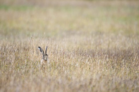 European brown hare