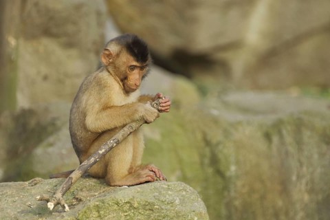 Young pigmy monkey