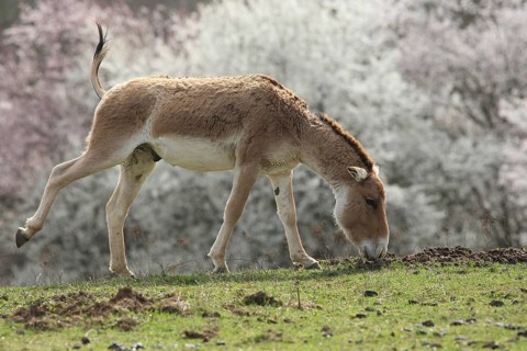 Kulan with leg movement
