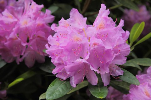 Rhododendron blossom