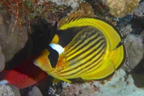 Diagonal butterflyfish