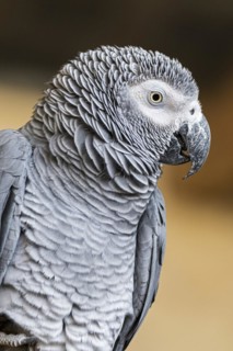 Congo grey parrot