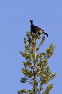 Black grouse