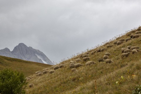 Sheep on the Col du Galibier