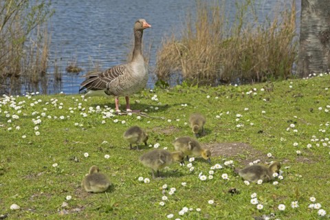 Greylag goose