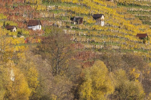 Vineyard cottage in the vineyards above the Neckar