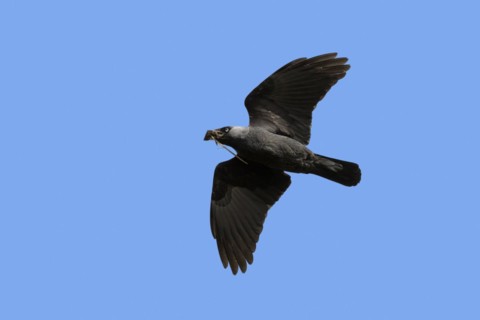 Western jackdaw