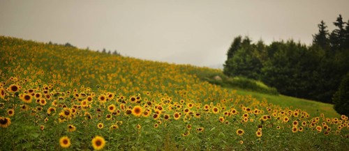 Sunflower field