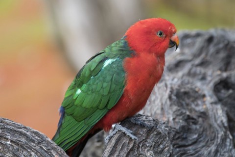 Australian king parrot