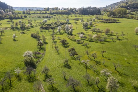Orchard meadows in spring