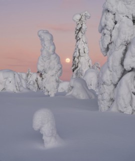 Full moon with day-night boundary and snow-covered trees over Pyhae-Luosto National Park