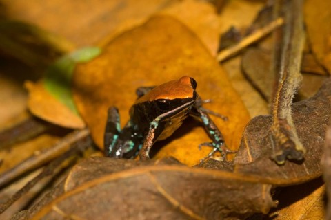Variegated frog