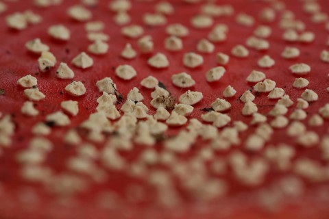 Hat of fly agaric