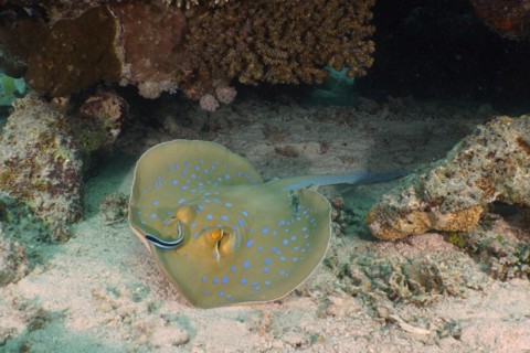 Bluespotted ribbontail ray