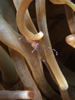 Ancylomenes longicarpus