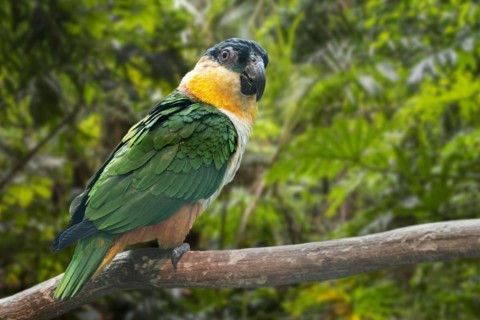 Black-headed parrot