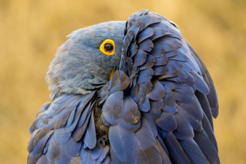 Hyacinth macaw
