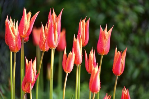 Red tulips