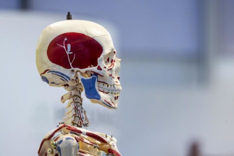 Skeleton preparation for biology lessons