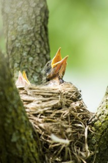 Hungry American Robin