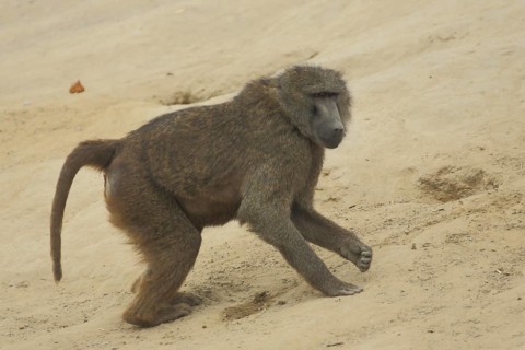 Anubis baboon