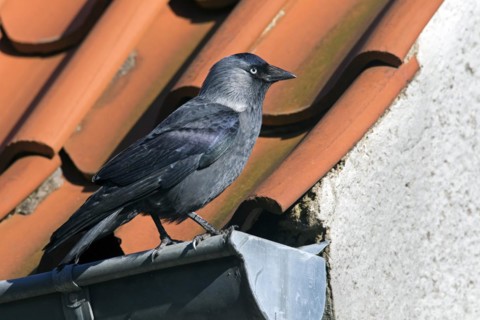 Western Jackdaw