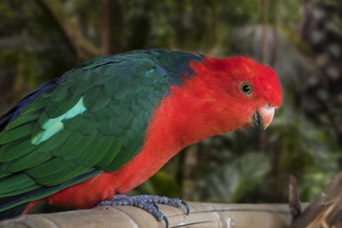 Australian king parrot