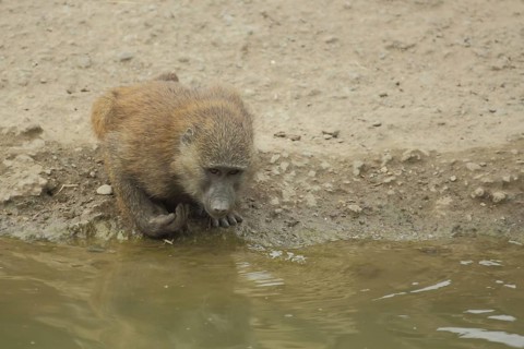 Anubis baboon