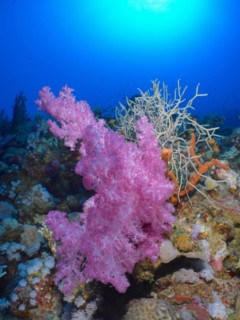 Hemprich's Tree Coral