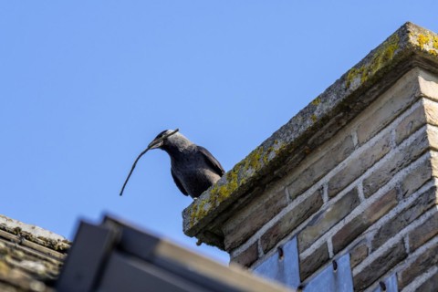 Western jackdaw