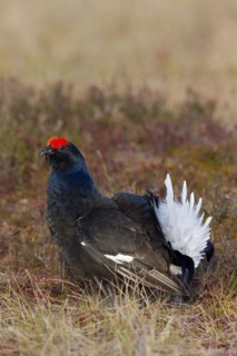 Black grouse