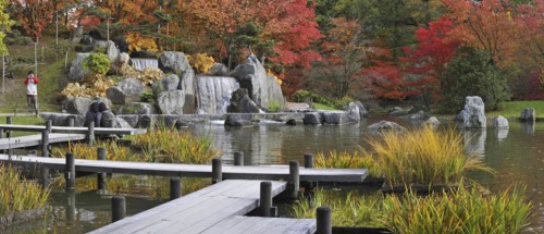 Tourists walking along pond with waterfall and Smooth Japanese maples