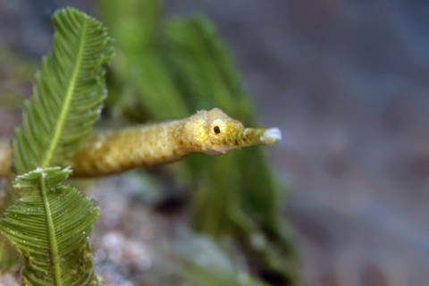 Double-ended pipefish