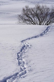 Tracks in the snow in Schoenfeld