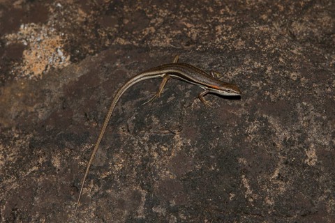 Skink
