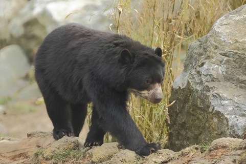 Spectacled bear