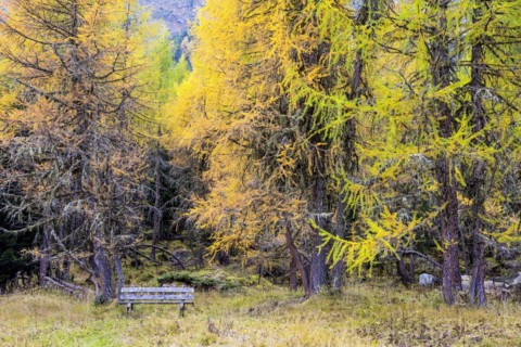 Yellow-coloured larches in autumn at Lake Palpuogna