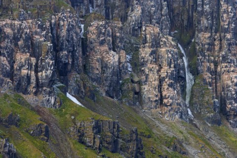 Seabird breeding colony in basalt cliff Alkefjellet