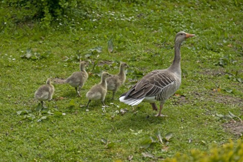 Greylag goose