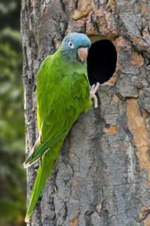 Blue-crowned parakeet