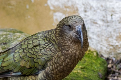 Close-up portrait of kea