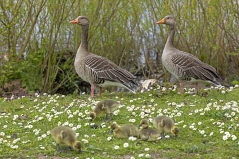 Greylag geese