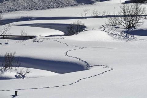 Meander in Schoenfeld